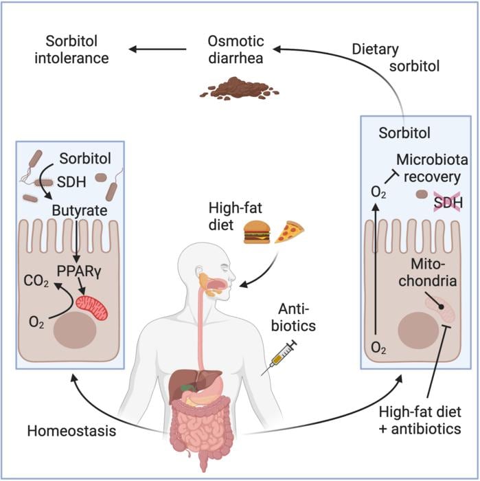 Salud de UC Davis /// La toma de antibióticos, combinada con una dieta rica en grasas, redujo el número de microbios intestinales de Clostridia. Imagen generada con BioRender.