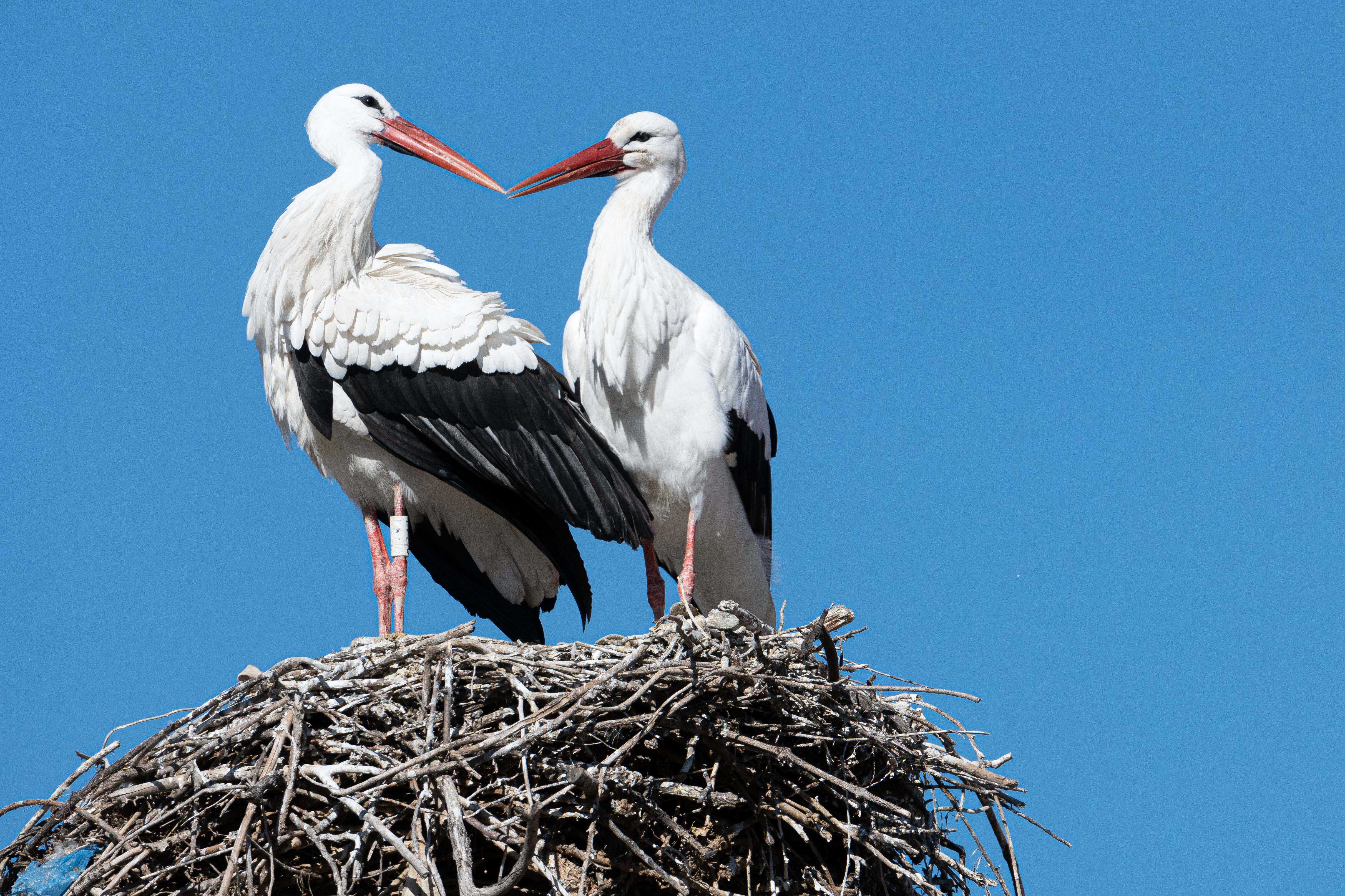 Una pareja de cigüeña descansan en su nido