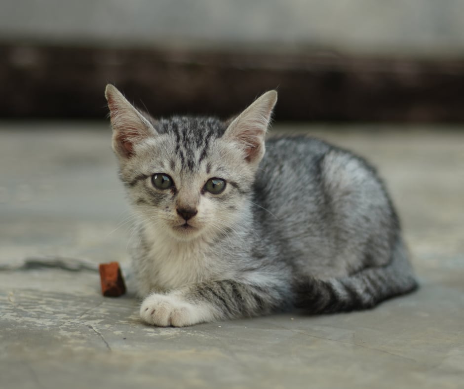 El Ayuntamiento de Alcobendas está recogiendo a los gatos que quedaron abandonados en el edificio desalojado el pasado 2 de junio.