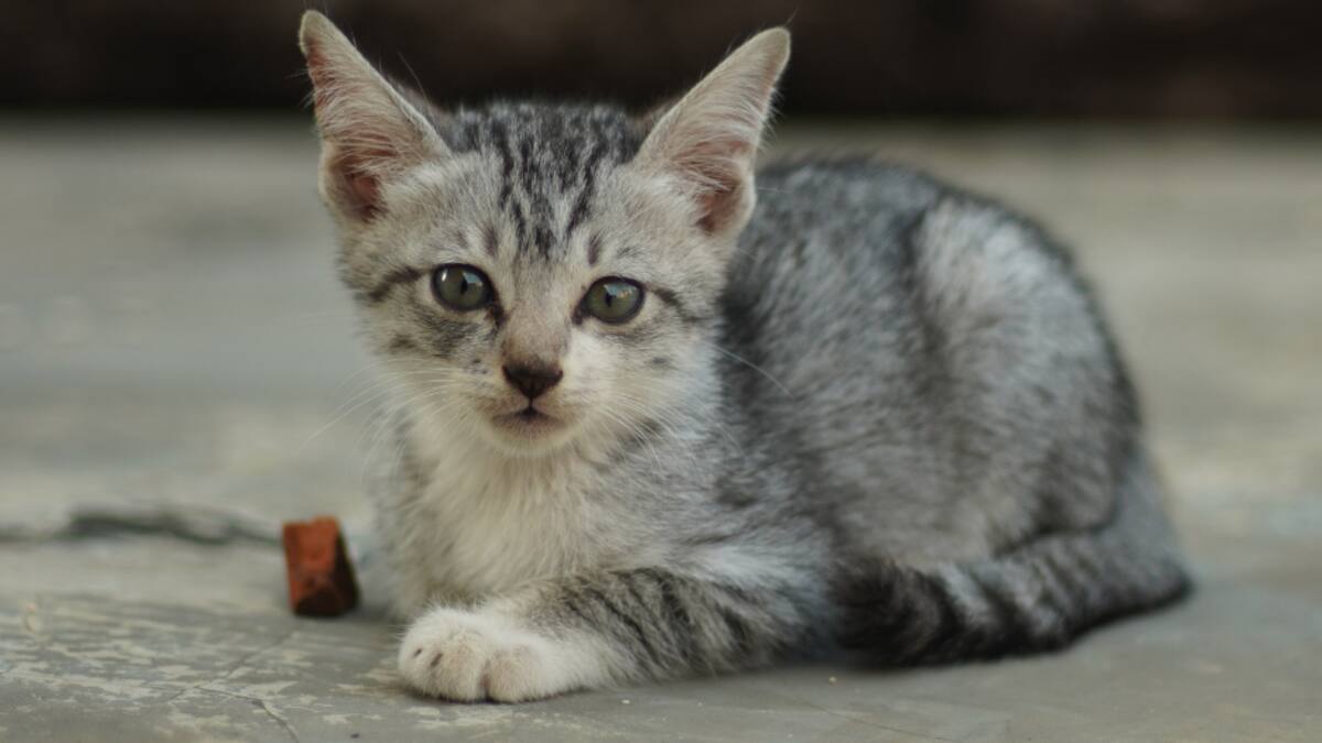 ¿Qué hacer con un animal herido o muerto que encuentres? (21/01/2025)