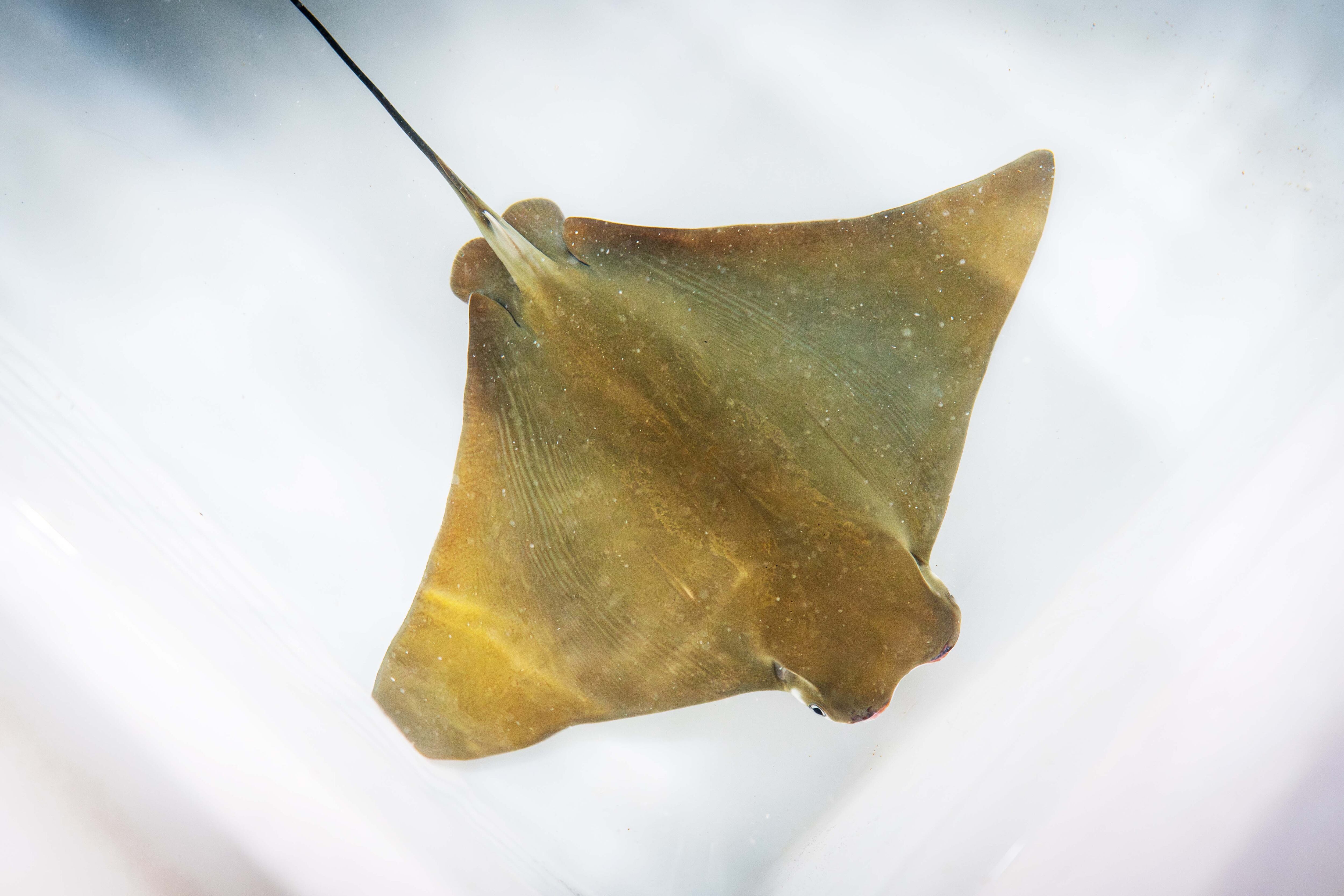 La Rhinoptera marginata es una especie clasificada como en peligro crítico de extinción por la UICN