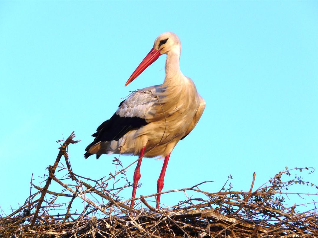 Ejemplar de cigüeña en el Parque Nacional de Doñana