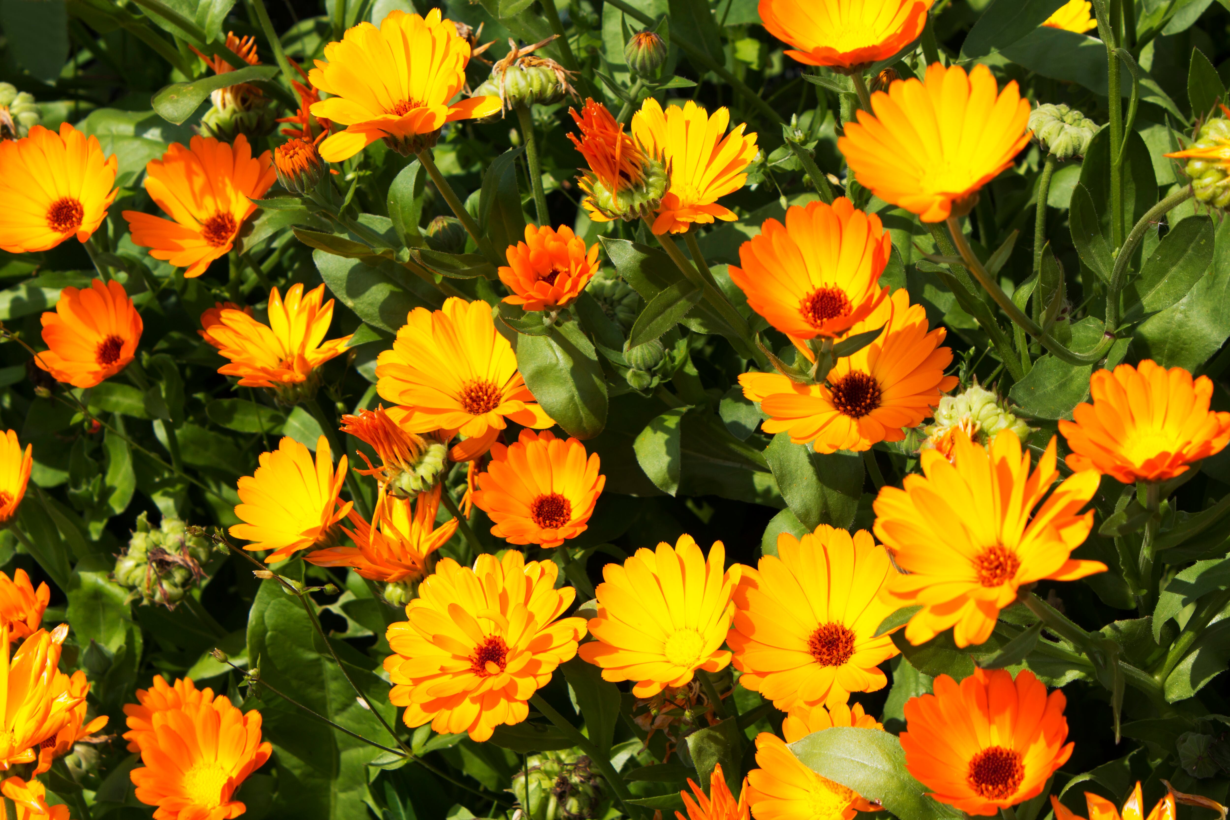 Calendula officinalis