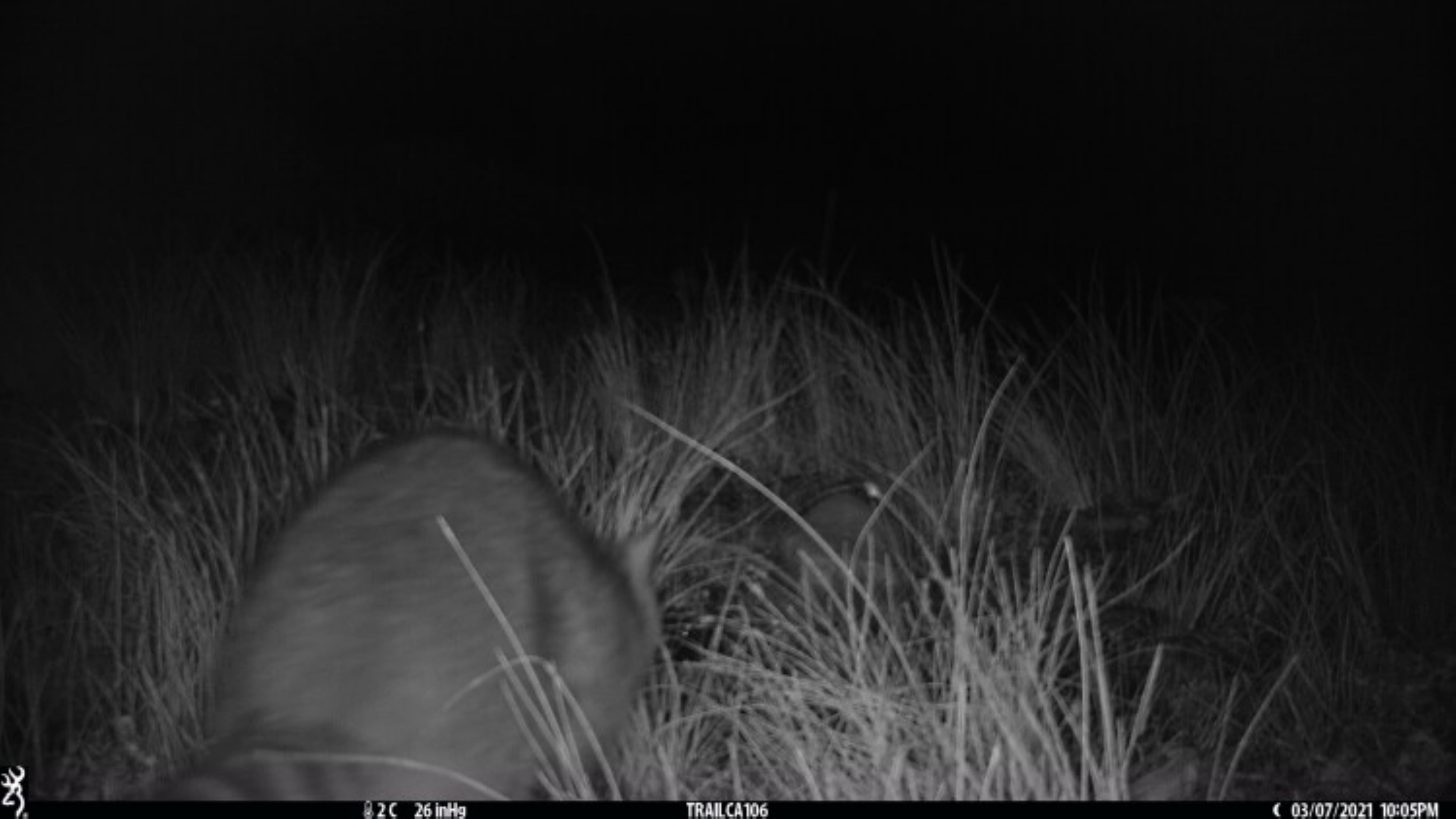 Imagen  de archivo de un mapache (Procyon lotor) detectado por una cámara de fototrampeo en el marco del Programade Monitorización de Especies Cinegéticas de Caza Mayor en Castilla-La Mancha el 7 de marzo de 2021.