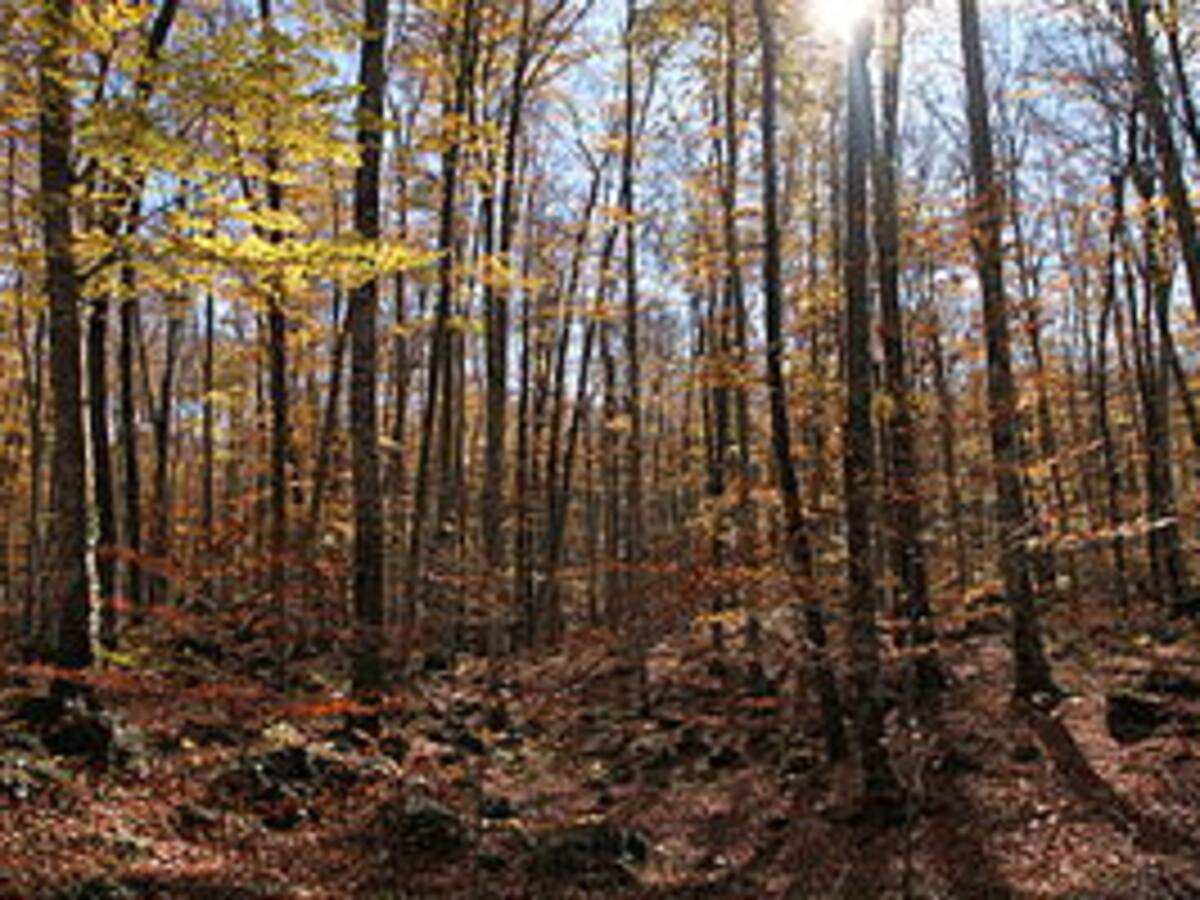 Recuperar el silenci a la Fageda d'en Jordà
