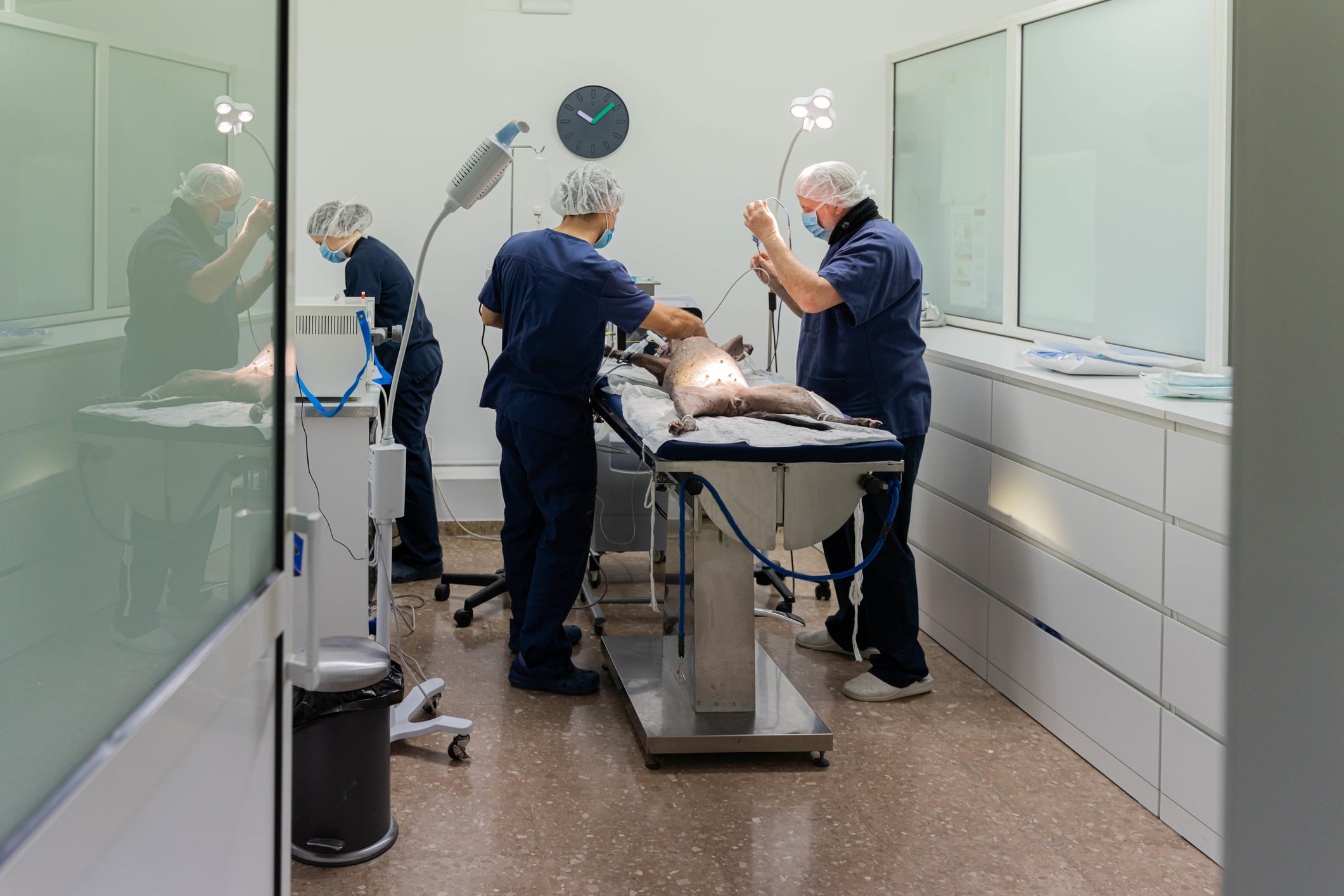 Veterinarios operando