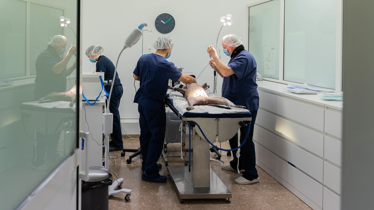 El cáncer no solo es cosa de humanos