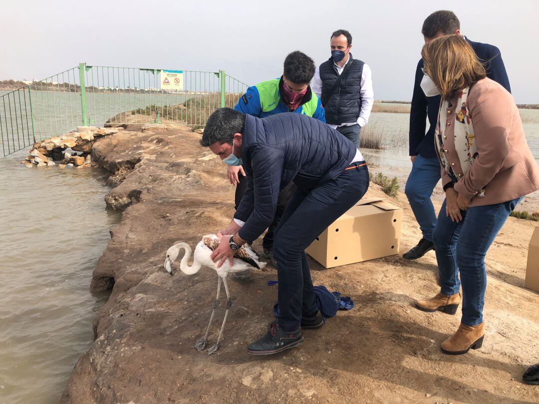 suelta dos ejemplares de flamenco en las Salinas de San Pedro tras ser tratados en el Centro de Recuperación de Fauna Silvestre de El Valle  