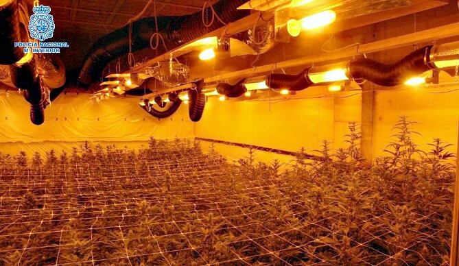 Imágenes de una de las plantaciones de marihuana