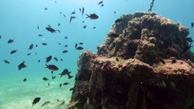 Imatge d'arxiu de peixos