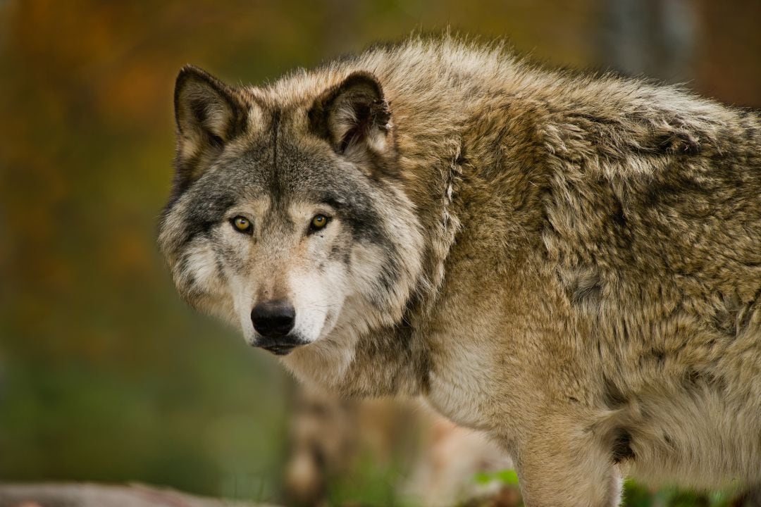 El lobo ya no se puede cazar