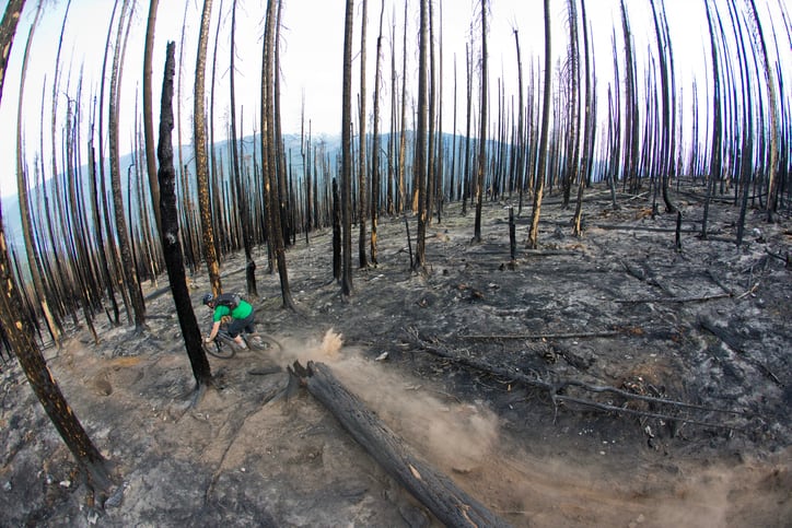 A man rides his mountain bike down a trail through a forest burned by a fire in British Columbia, Canada.