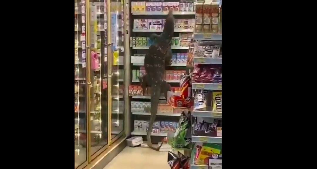 Un lagarto gigante siembra el pánico al entrar en un supermercado.