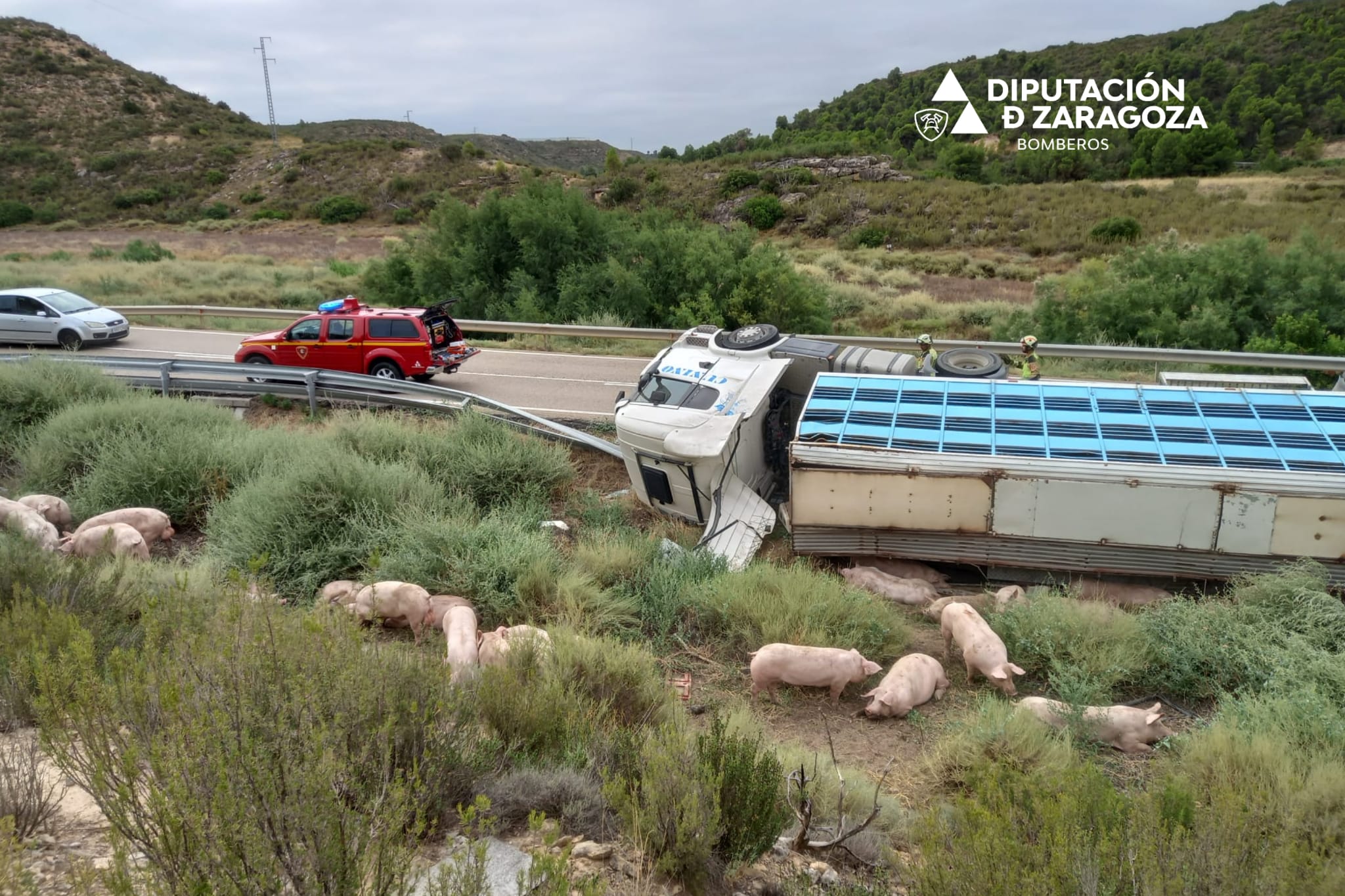 Un camión cargado de cerdos vuelca en la