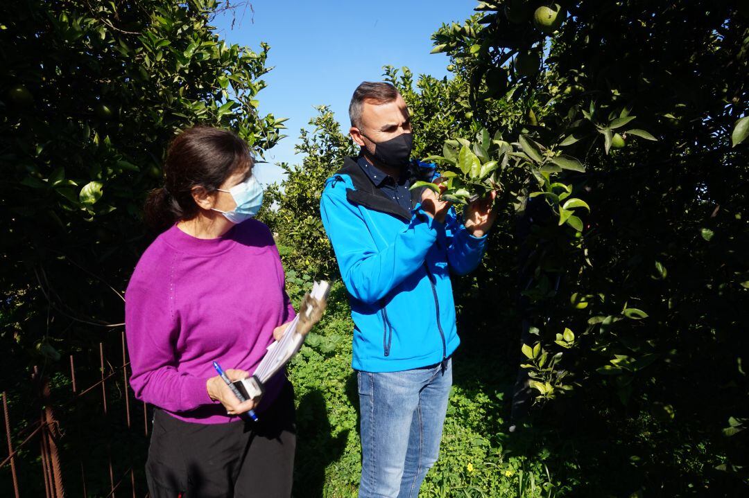 Controles de la plaga del Cotonet en los campos de Oliva