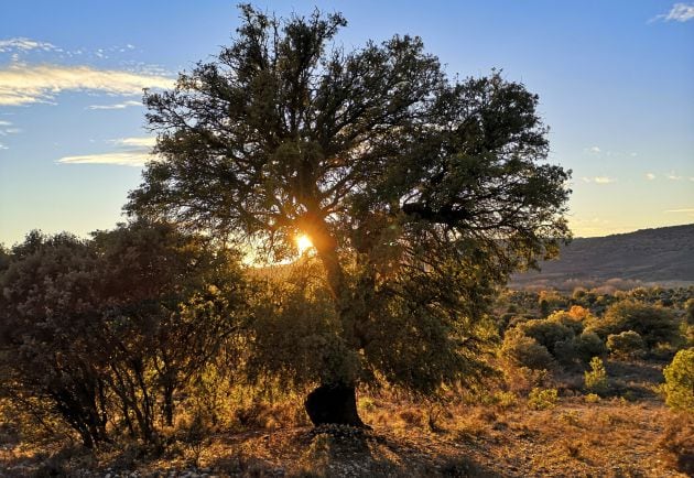 Bosque de encinas y robles en las Cañaillas y el Espinar, en El Cubillo.