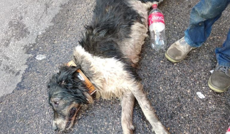 Uno de los perros rescatados del coche