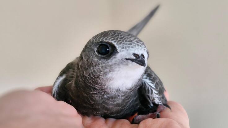 Píldoras Educativas con Juan Carlos Aguado: verano, economía y los vencejos