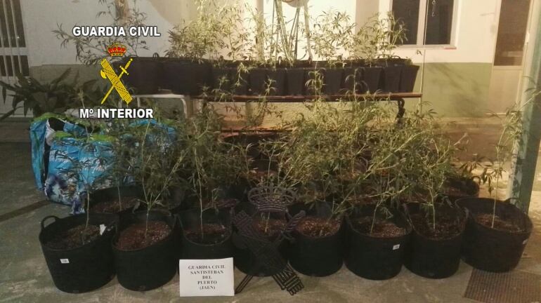 Plantas intervenidas en Santisteban del Puerto por los agentes de la Benemérita a dos jóvenes de la Estación Linares-Baeza