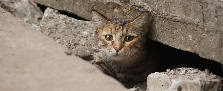 La asociación &quot;Huellas&quot; cuida de 131 gatos en el refugio