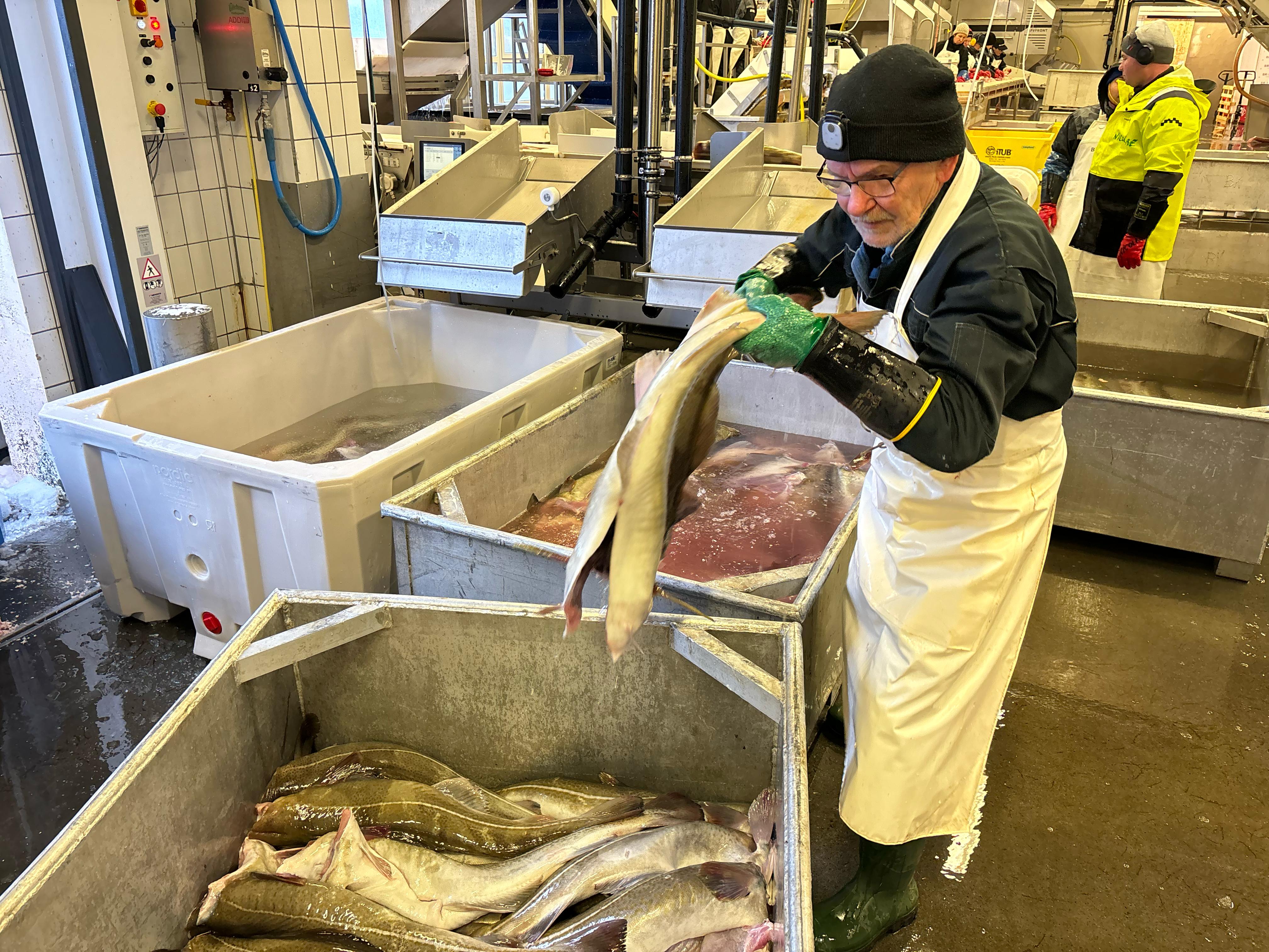 Un trabajador de Br. Karlsen colocando el skrei, en Husøy (Noruega).