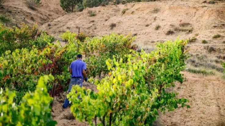 El cambio climático afecta al viñedo