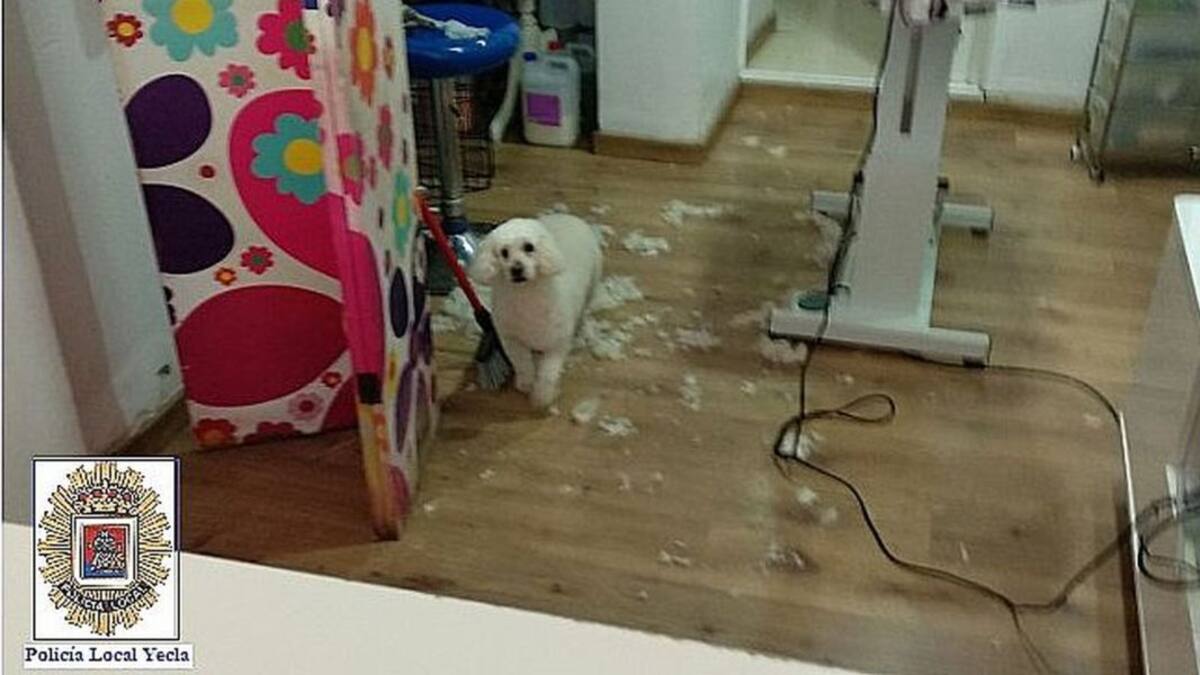 La Policía de Yecla impone tres sanciones en un comercio que seguía prestando servicios de peluquería canina
