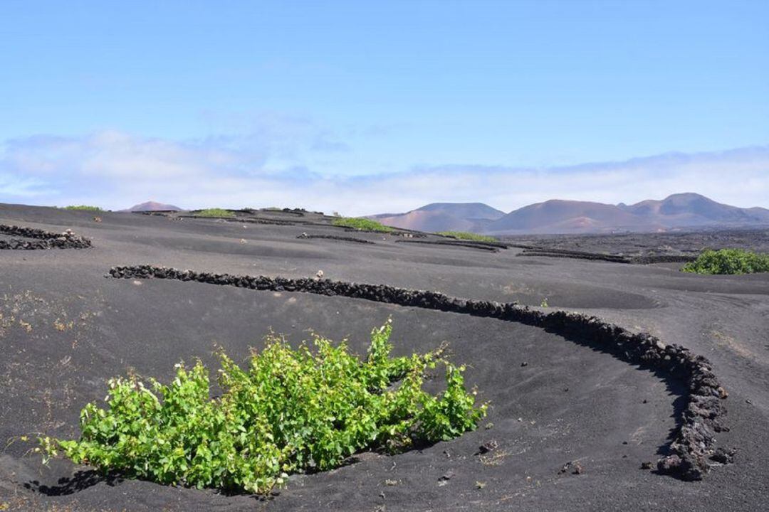 Una parra en La Geria, en Lanzarote.