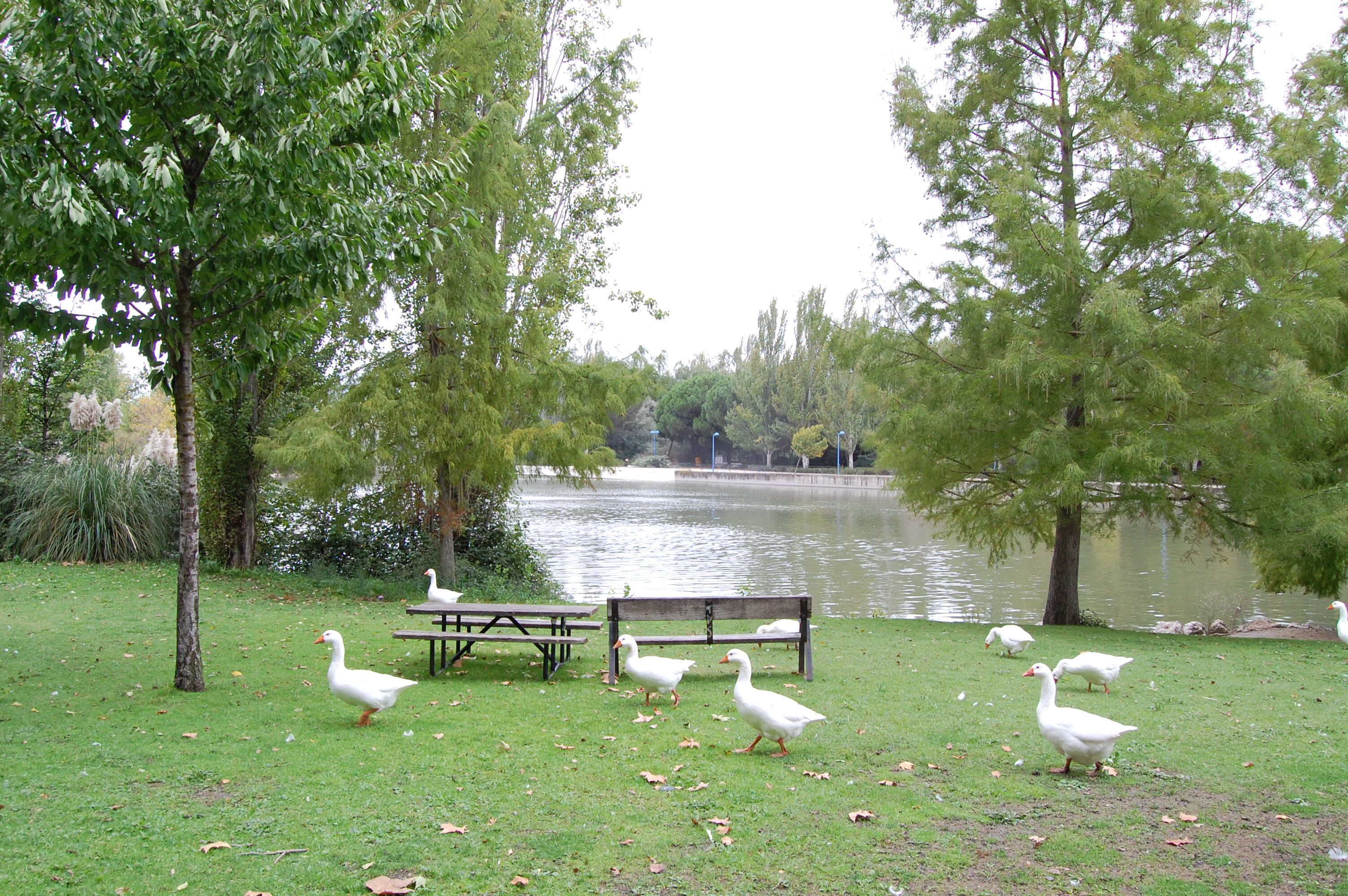 Zona del lago del parque de El Soto de Móstoles