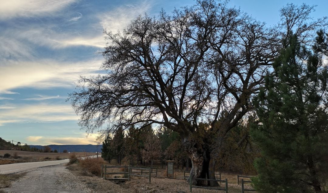 Roble conocido como El Dios de Pajares, en el municipio de Sotorribas (Cuenca).