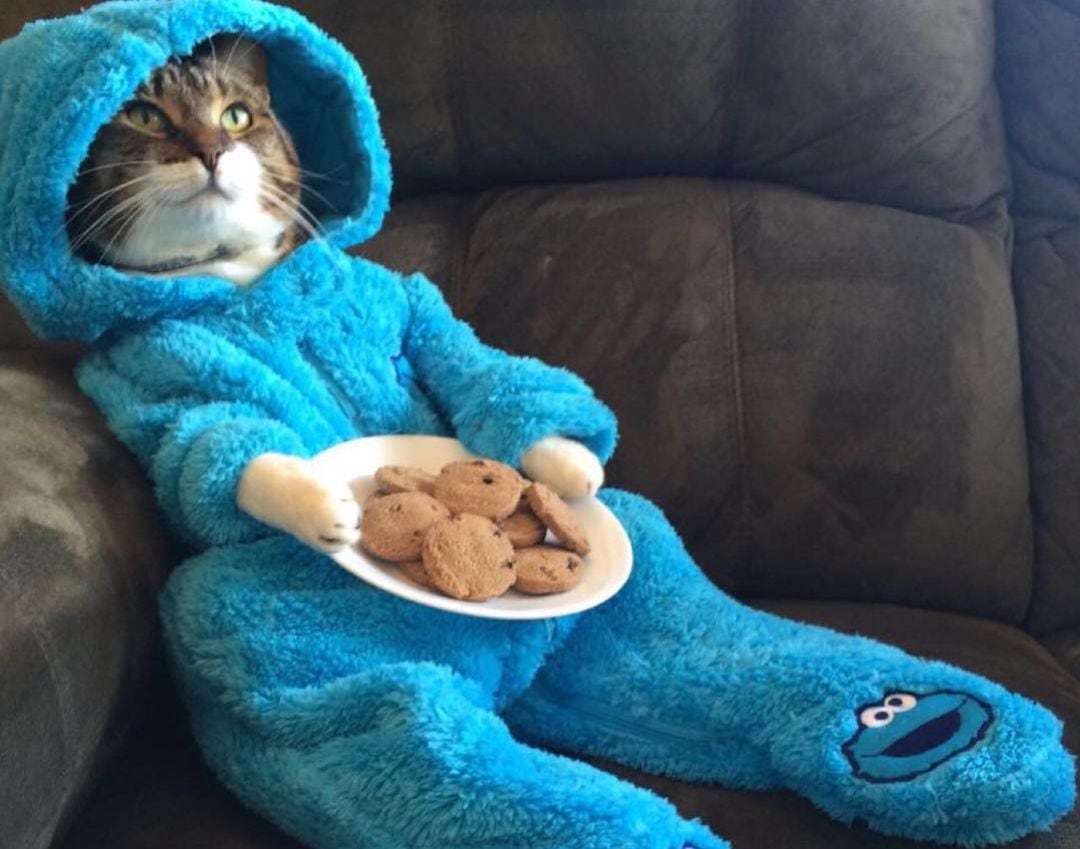 La fotografía del gato con las galletas.