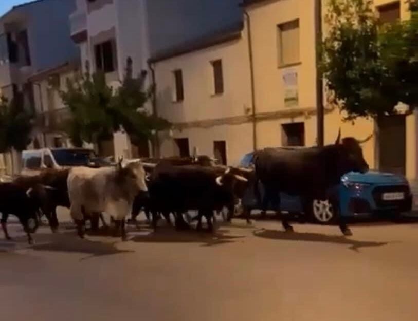 Reses escapadas por las calles de Torreperogil.
