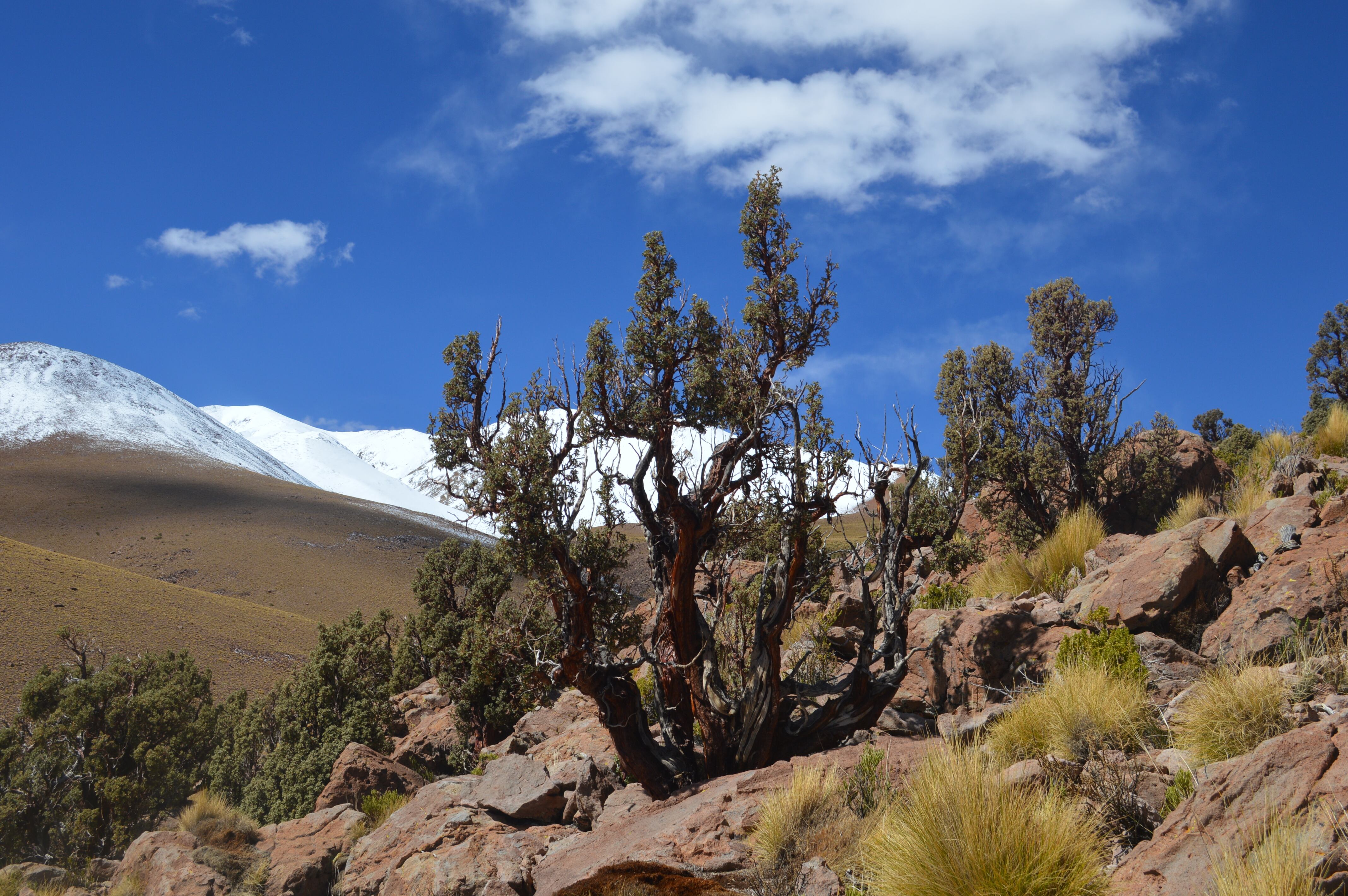 Un exemplar de Polylepis tarapacana a Bolívia.