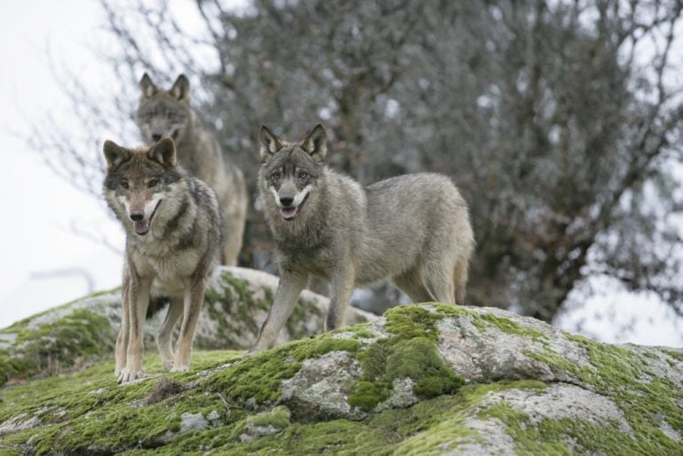 Ecologistas en Acción propone la reintroducción del lobo ibérico para controlar la población de cabra montesa