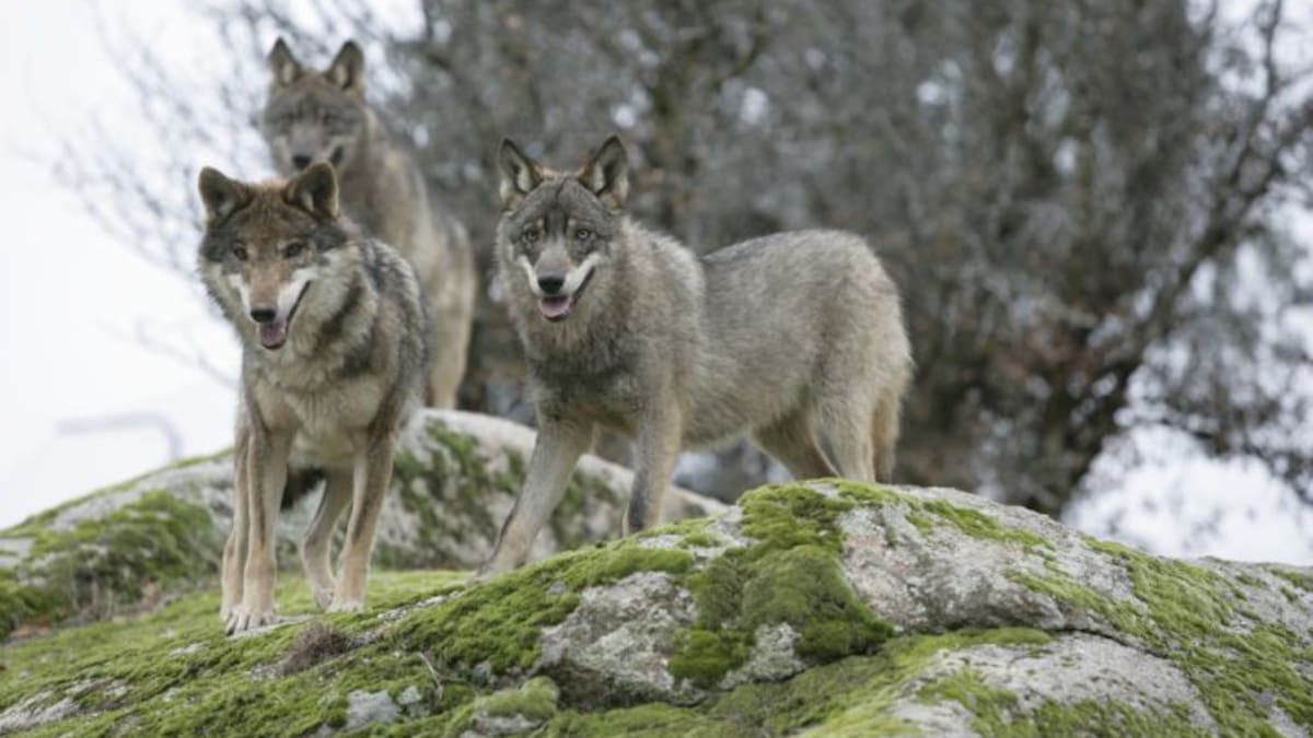 Cantabria seguirá pidiendo informes para las órdenes de extracción de lobos
