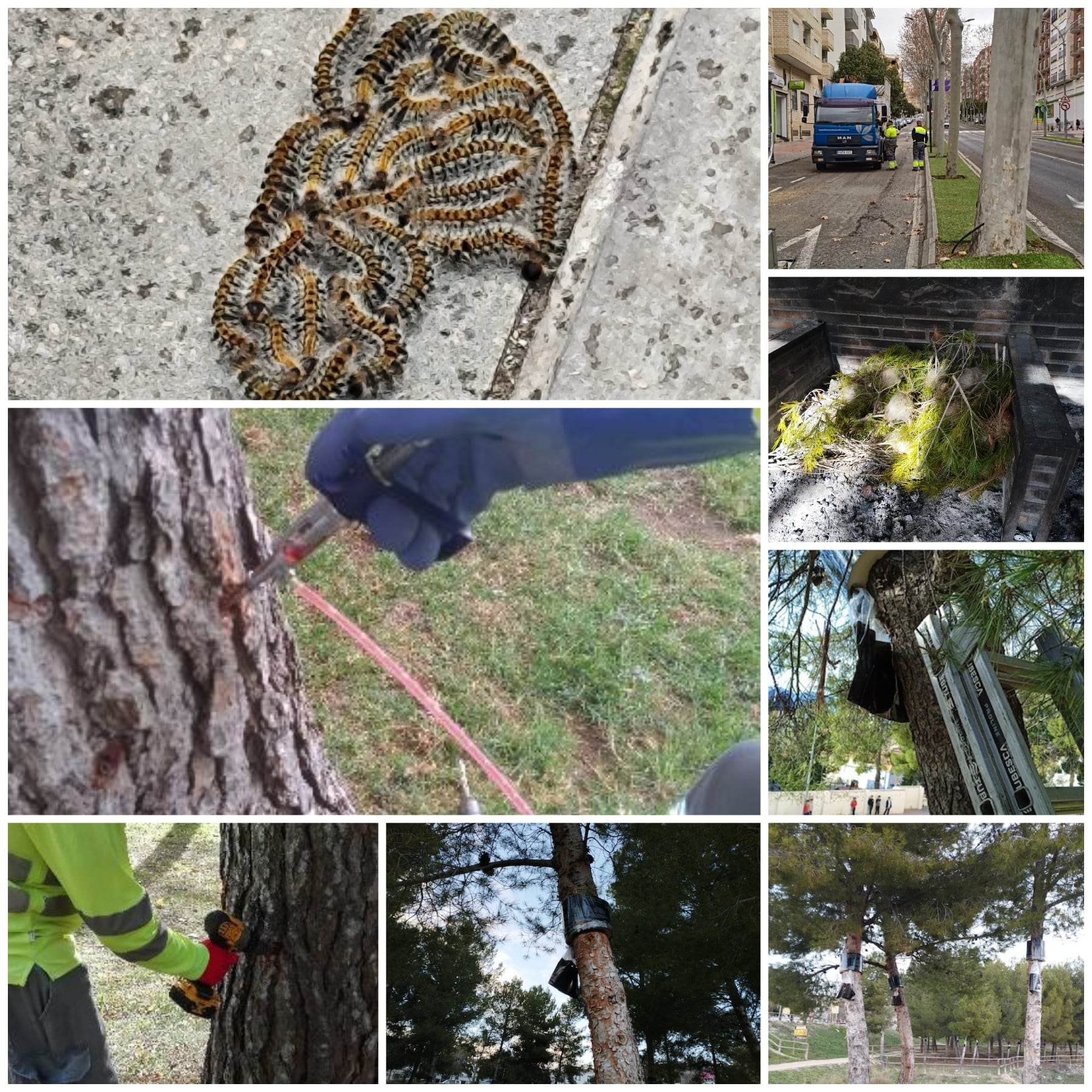 Actuaciones en Alcoy, Cocentaina, muro e Ibi de control de la procesionaria del pino