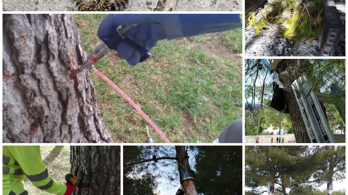 La comarca activa el control de la procesionaria con campañas de prevención y retirada de nidos