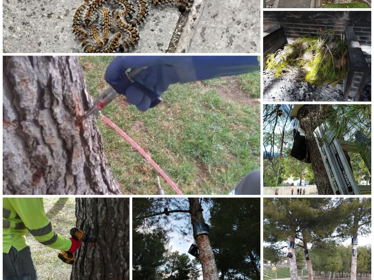 La comarca activa el control de la procesionaria con campañas de prevención y retirada de nidos