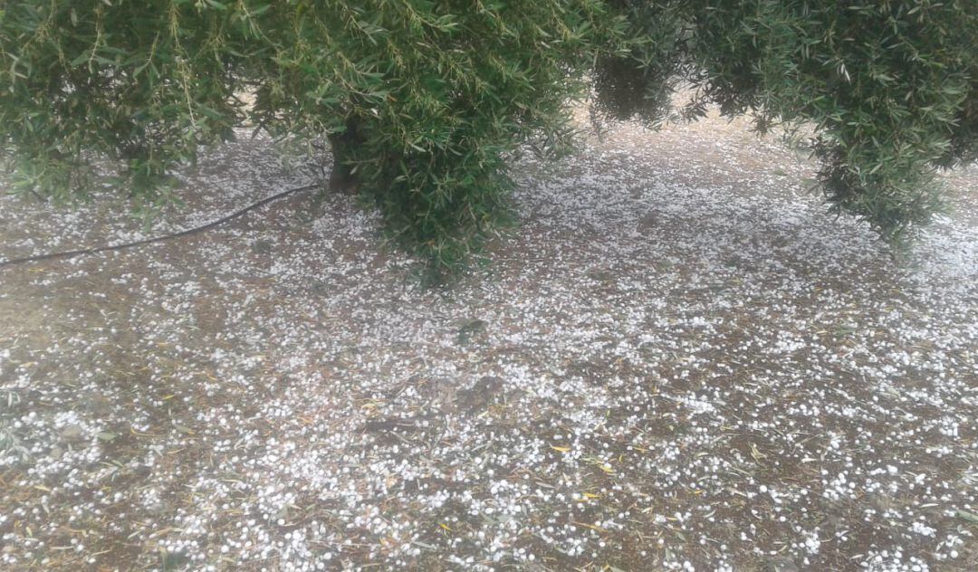 Granizo caído en un olivar de la provincia de Jaén.