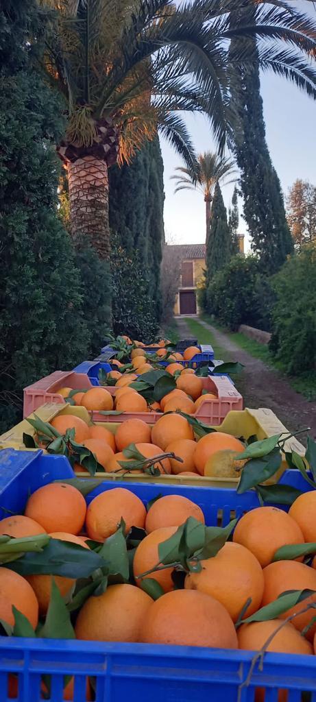 Recolección de naranjas. Fuente: &quot;El Bressol Bio&quot;
