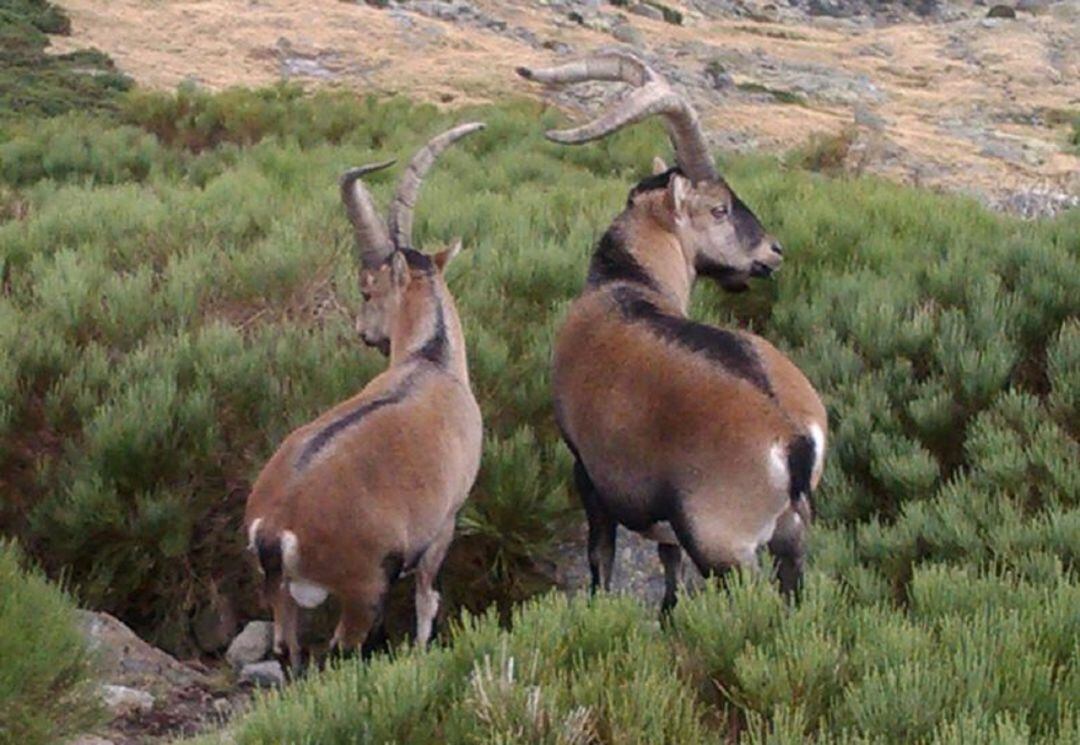 Dos ejemplares de cabra hispánica en Gredos