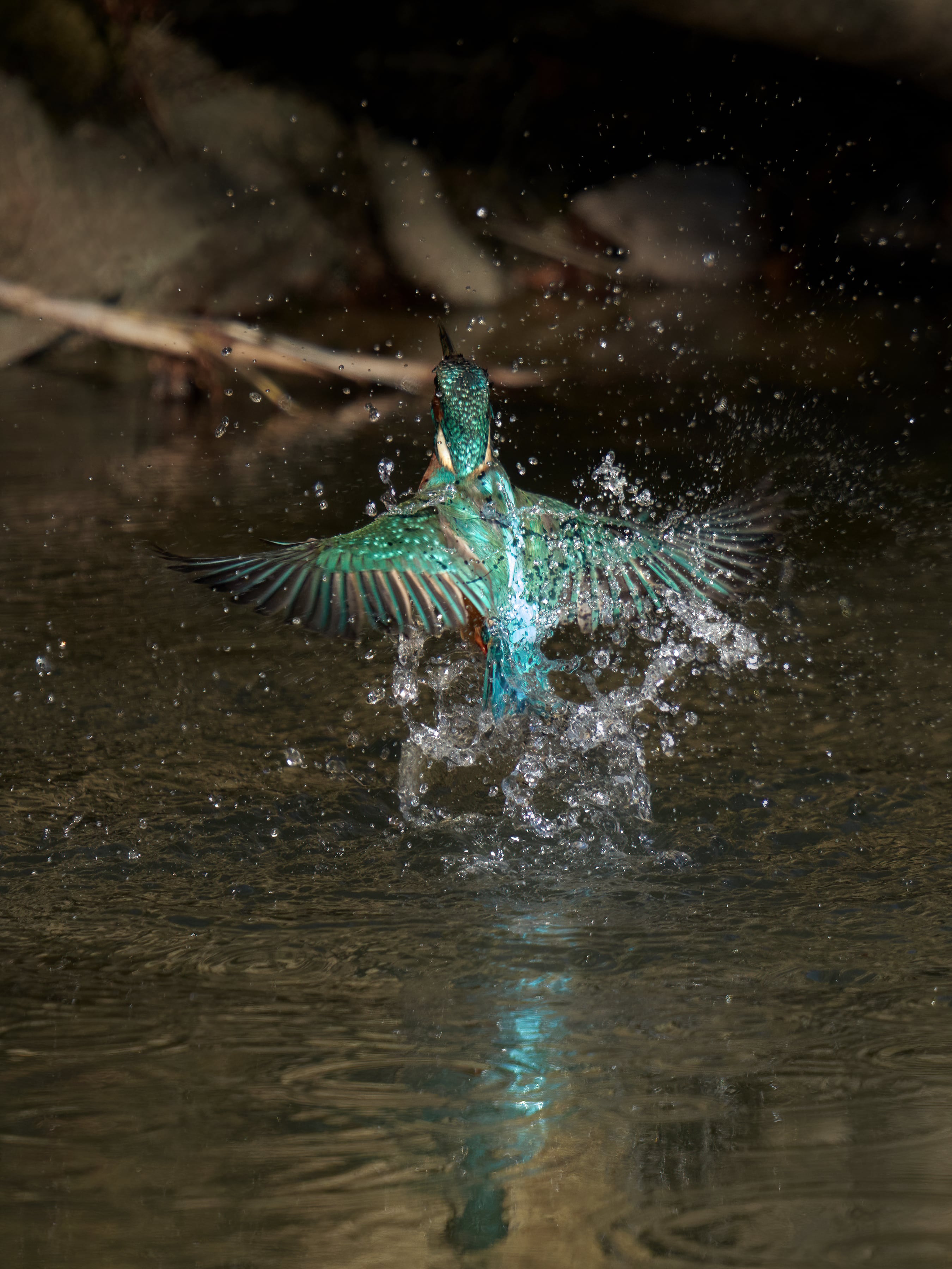 La imagen de un ´martín pescador´ saliendo del agua en el río Carrión, ganadora del VII Concurso Fotográfico de la CHD
