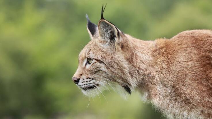Frente a la amenaza de la extinción (18/10/2016)