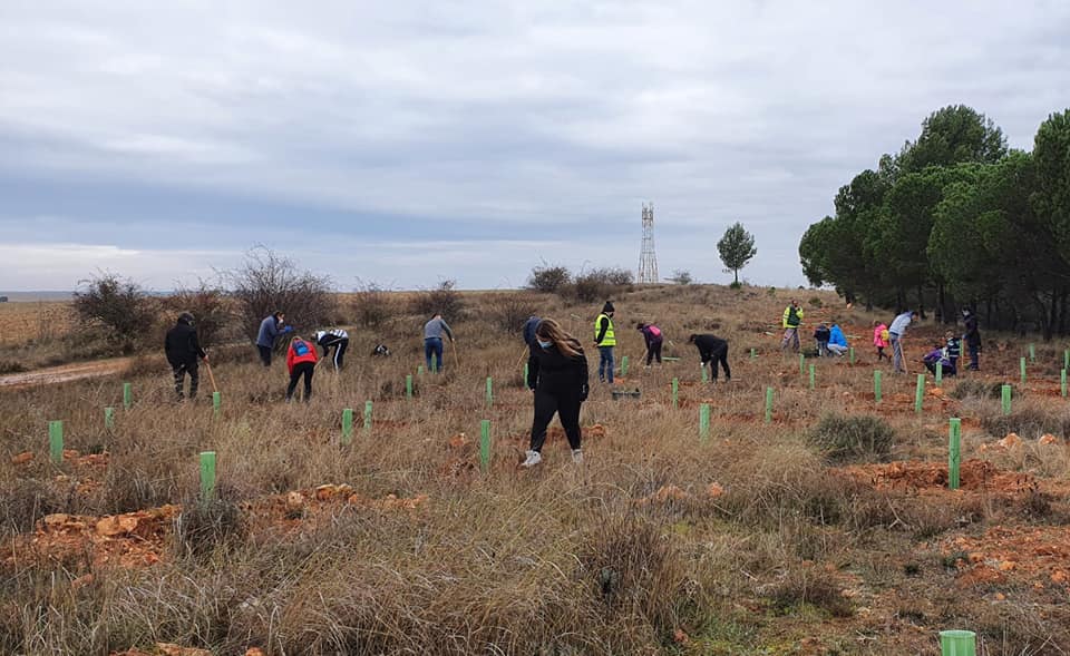 Imagen de una de las plantaciones de árboles llevadas a cabo en Villamuriel de Cerrato