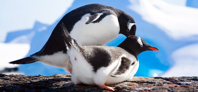 Una pareja de pingüinos sobre una roca