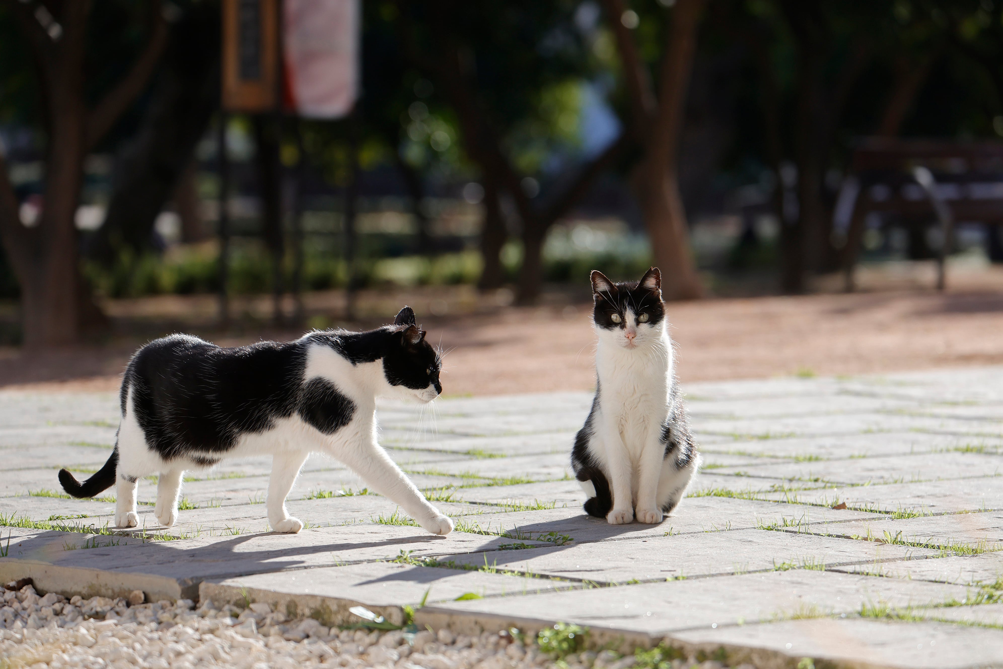 Imagen de archivo de dos gatos en un municipio.