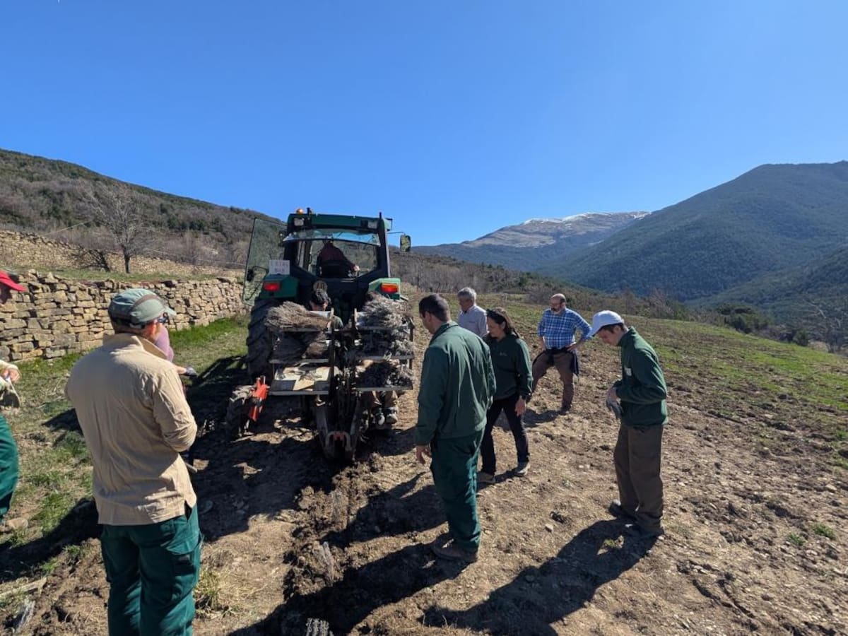 Espierre recupera cultivos de lavanda y espliego