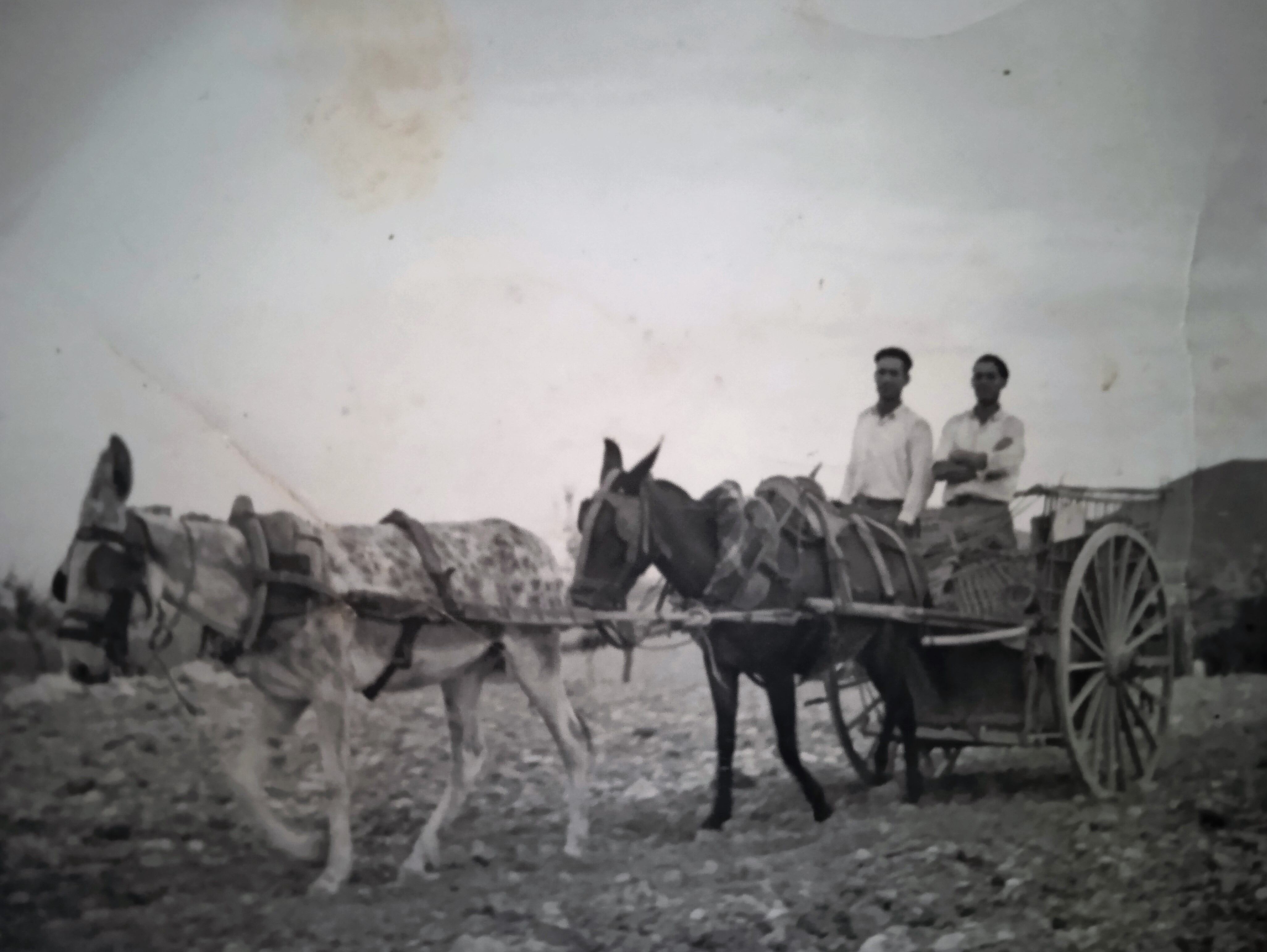 Década de los años 40.  Juan Sánchez Martos, (de los Puertos de Arriba), trabajando en un carro de &quot;Los Ramones&quot;. La gente le otorgó el nombre compuesto de Juan Ramón, porque estuvo muchos años realizando tareas agrícolas para ellos.