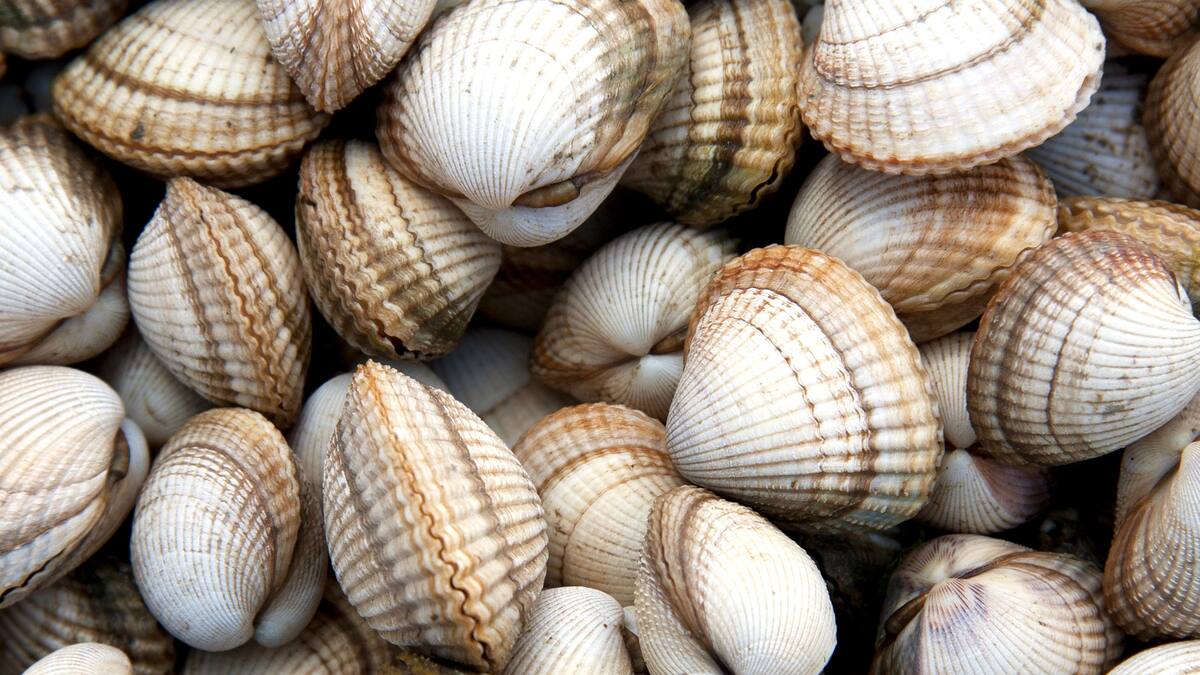 Cierre preventivo de zonas marisqueras