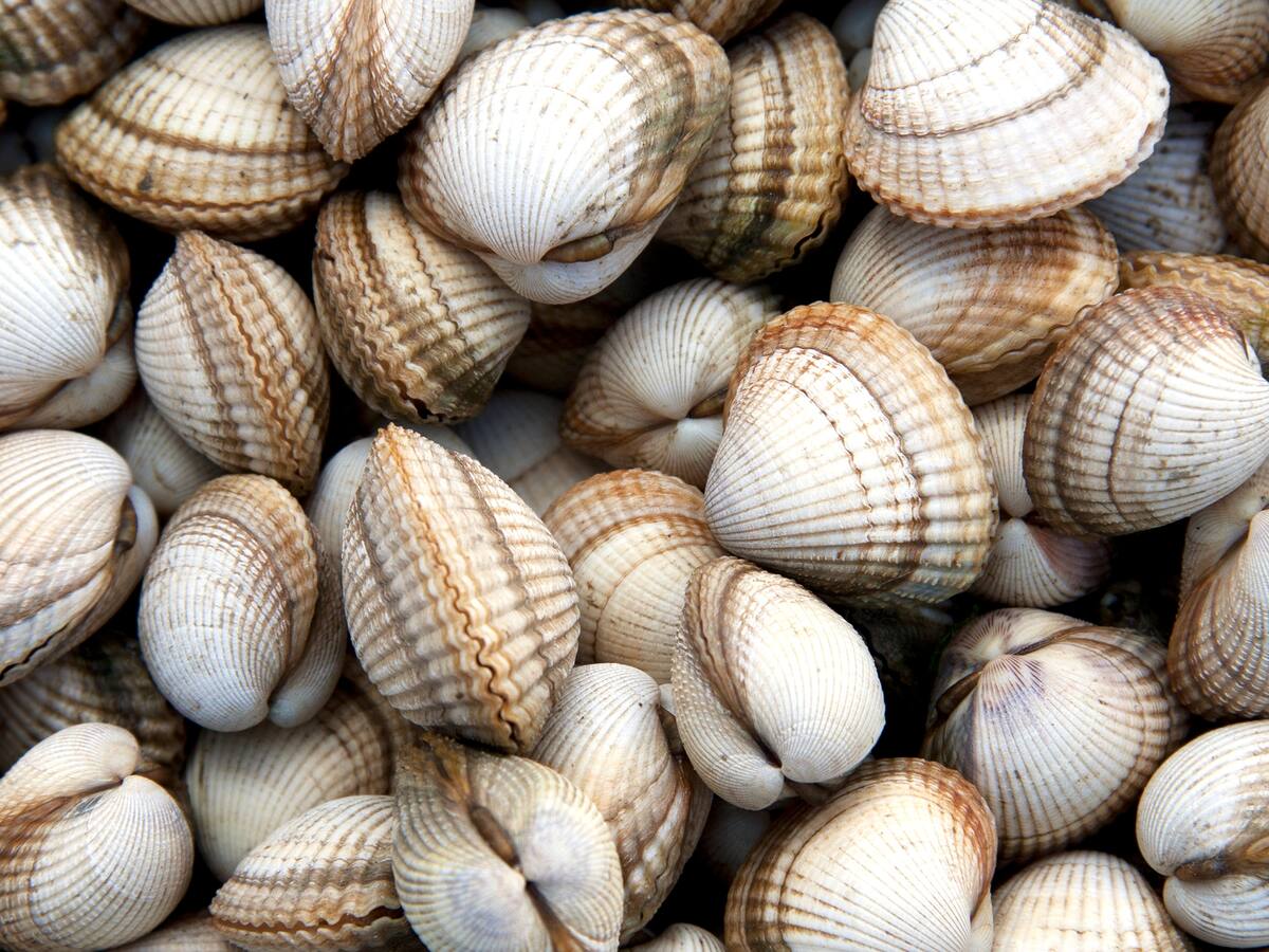 Cierre Preventivo de zonas marisqueras de La Línea